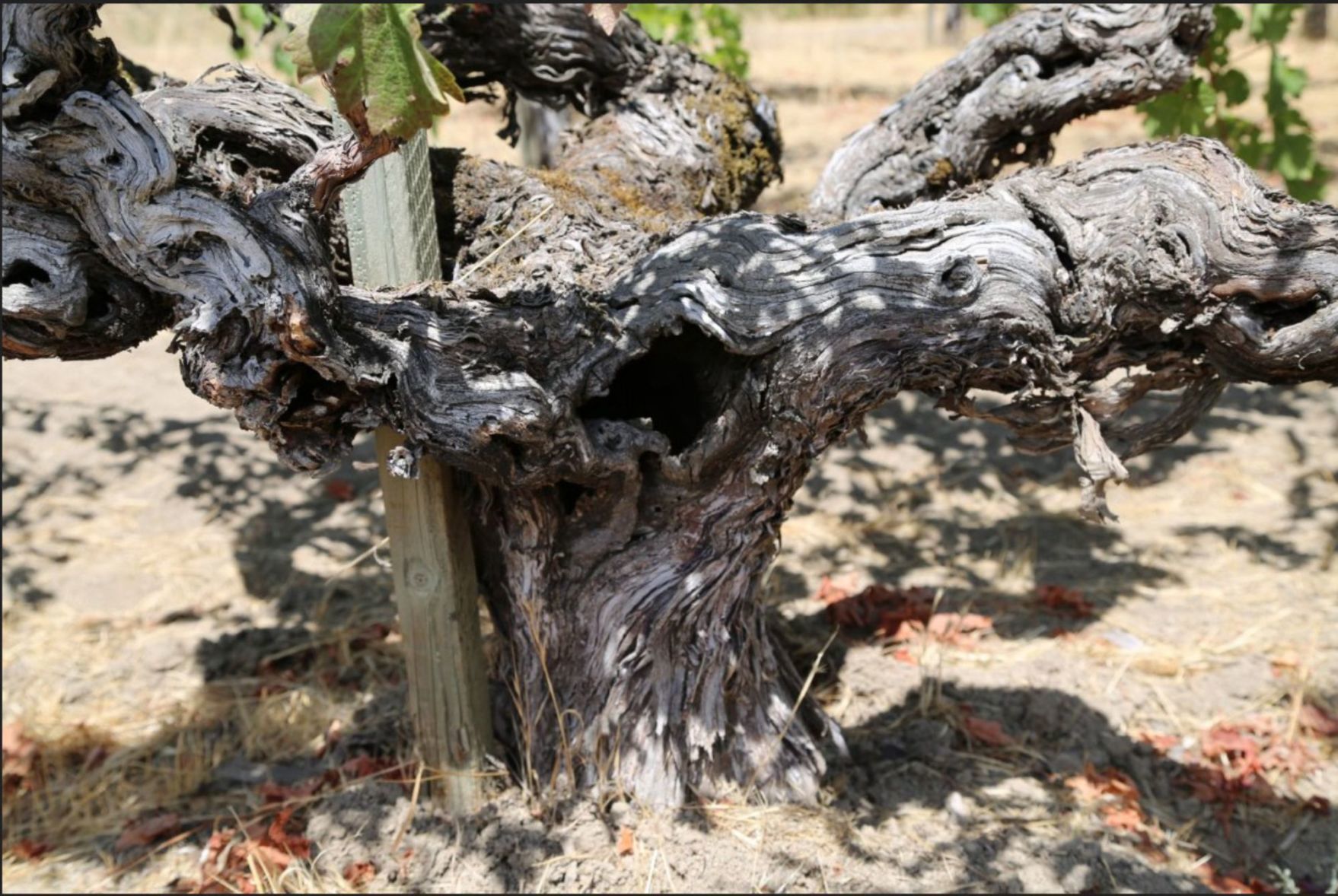 MacDonald To Kalon Cabernet Sauvignon vines